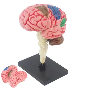 Smadzeņu Anatomija Modelis Anatomijas Modelis Ar Displeju Bāzes Krāsu Kodēta, Lai Noteiktu Smadzeņu Funkcijas Mācību Anatomija Modelis DIY